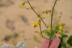 Hermannia scordifolia