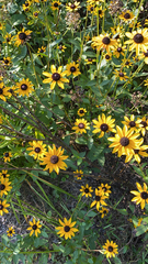 Rudbeckia