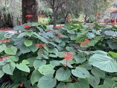 Clerodendrum paniculatum