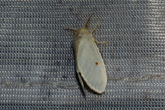 Lymantriinae