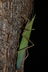 Pseudorhynchus pungens pungens