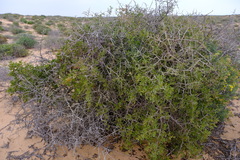 Searsia longispina