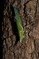 Pseudorhynchus pungens pungens