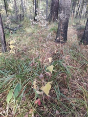 Parasenecio hastatus