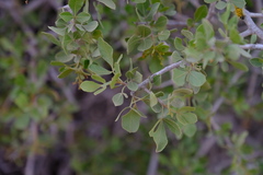 Searsia longispina