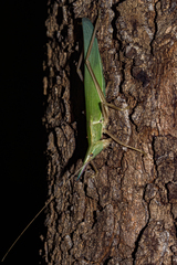 Pseudorhynchus pungens pungens