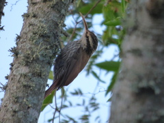 Lepidocolaptes angustirostris