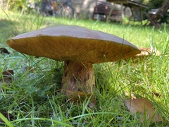 Suillellus luridus