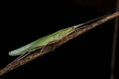 Pseudorhynchus pungens pungens