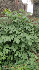 Fraxinus excelsior
