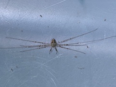 Dicranopalpus ramosus