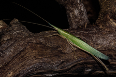 Pseudorhynchus pungens pungens