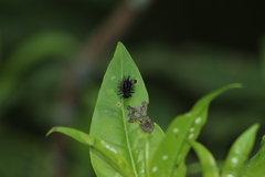 Epilachna mexicana