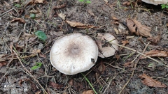 Agaricus xanthodermus