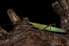 Pseudorhynchus pungens pungens