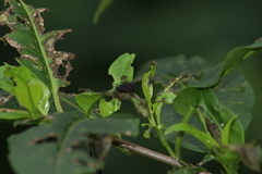 Epilachna mexicana