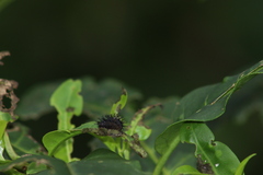 Epilachna mexicana