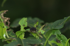 Epilachna mexicana