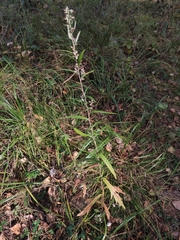 Artemisia integrifolia