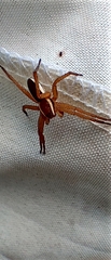 Dolomedes fimbriatus