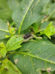 Epilachna mexicana