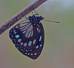 Charaxes eurinome