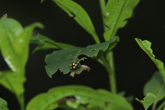 Epilachna mexicana