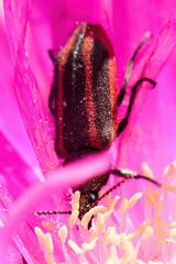 Astylus quadrilineatus
