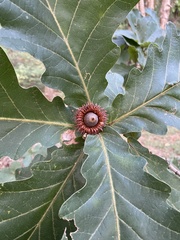 Quercus dentata