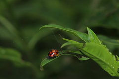 Epilachna mexicana