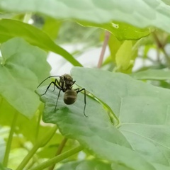 Myrma