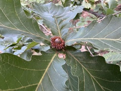 Quercus dentata
