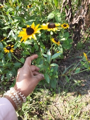 Rudbeckia fulgida