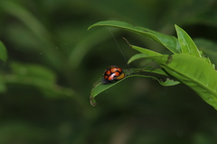 Epilachna mexicana