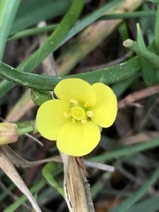 Diplotaxis muralis