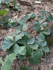 Quercus dentata