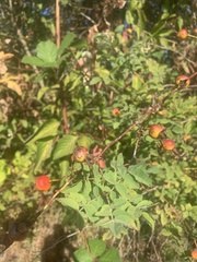 Rosa nutkana