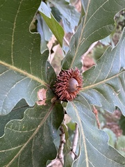 Quercus dentata