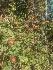 Rosa nutkana
