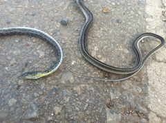 Amphiesma stolatum