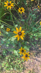 Rudbeckia
