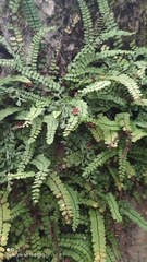 Asplenium trichomanes