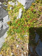 Teucrium pyrenaicum guarensis