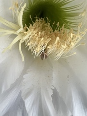 Agapostemon melliventris