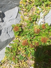 Teucrium pyrenaicum guarensis
