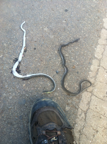 Buff Striped Keelback