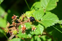 Rubus caesius