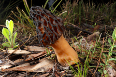 Morchella australiana