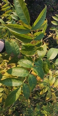 Fraxinus nigra