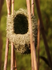 Amblyospiza albifrons